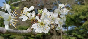 White apple blossom