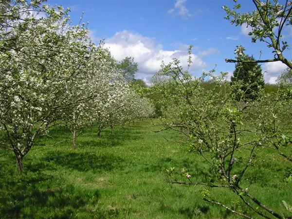 Apple blossom in the orchard at JHCL
