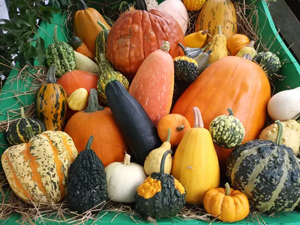 Pumpkins and squashes grown at Jealotts Hill Community Landshare