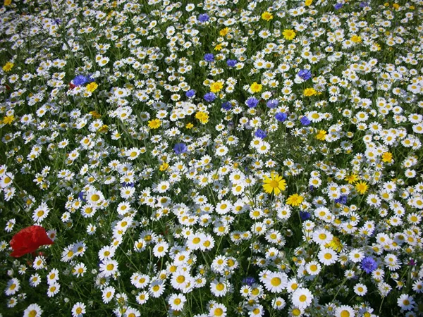 A close up wildflower border photo including white daisies, feverfew, poppies and cornflowers