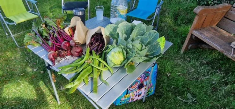 Selection of site grown vegetables on a table