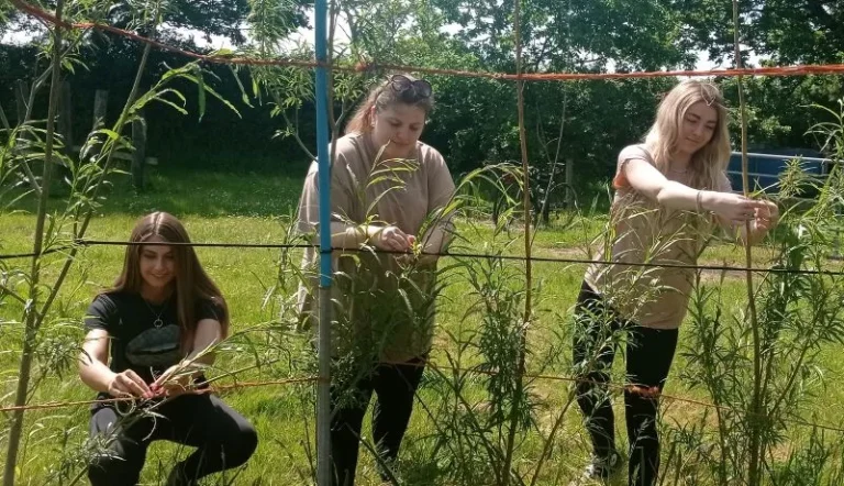 Volunteers tying in plants