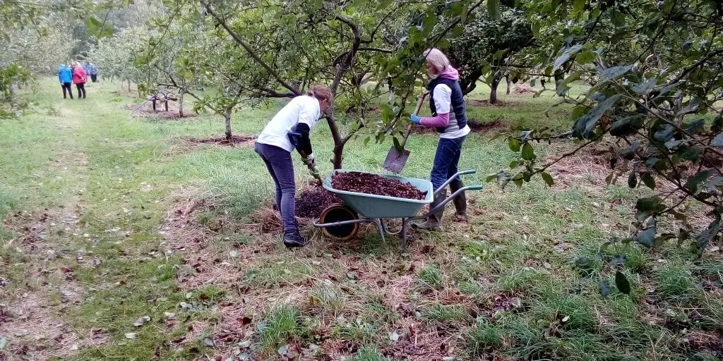 Two people mulchimg an apple tree